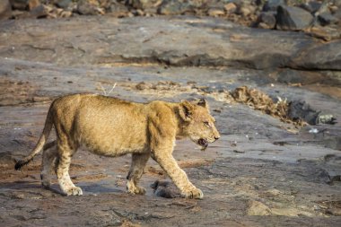 Afrika aslanı Kruger National park, Güney Afrika