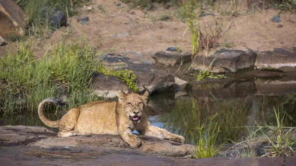 Afrikaanse leeuw in Kruger National park, Zuid-Afrika — Stockfoto