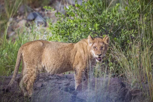 Afrikaanse leeuw in Kruger National park, Zuid-Afrika — Stockfoto