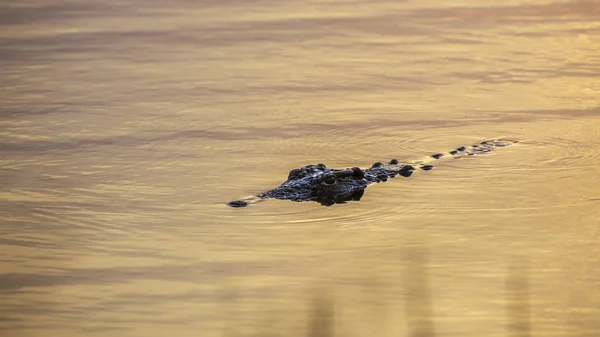 Crocodilo do Nilo no Parque Nacional Kruger, África do Sul — Fotografia de Stock