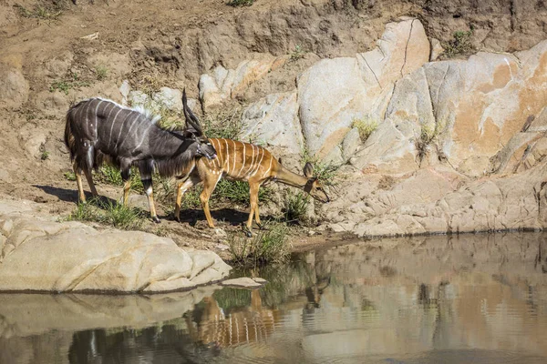 Pareja Nyala Bebiendo Pozo Agua Parque Nacional Kruger Sudáfrica Especie —  Fotos de Stock