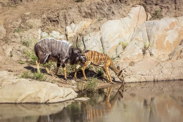 Pareja Nyala Bebiendo Pozo Agua Parque Nacional Kruger Sudáfrica Especie —  Fotos de Stock