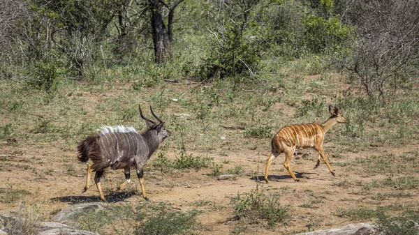 Pareja Nyala Corriendo Parque Nacional Kruger Sudáfrica Especie Tragelaphus Angasii —  Fotos de Stock