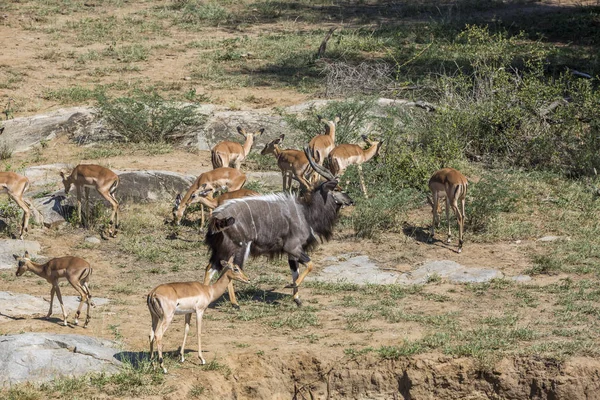 Hombre Nyala Grupo Impalas Parque Nacional Kruger Sudáfrica Familia Especie —  Fotos de Stock