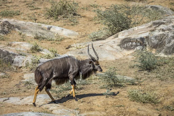 Nyala Mężczyzna Chodzenie Piasku Kruger National Park Afryka Południowa Specie — Zdjęcie stockowe