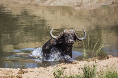Afrika manda Kruger National park, Güney Afrika