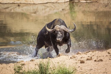 Afrika manda Kruger National park, Güney Afrika