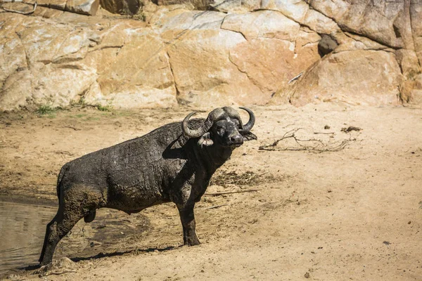 Afrikansk buffel i Kruger National park, Sydafrika — Stockfoto