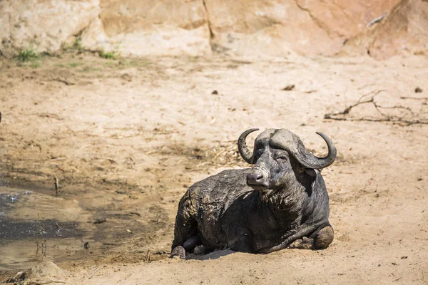 Búfalo africano no Parque Nacional Kruger, África do Sul — Fotografia de Stock