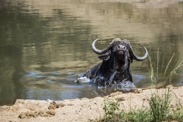 Búfalo africano no Parque Nacional Kruger, África do Sul — Fotografia de Stock