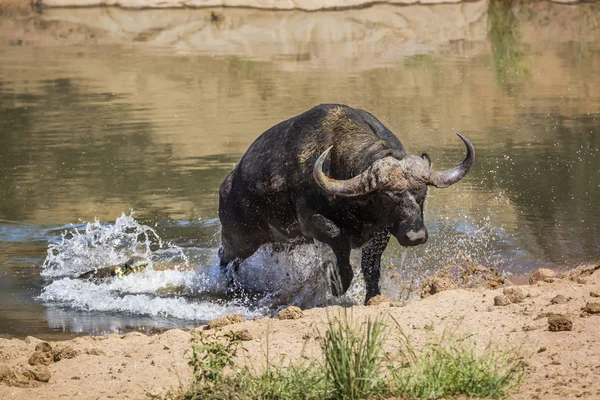 Búfalo africano en el Parque Nacional Kruger, Sudáfrica —  Fotos de Stock