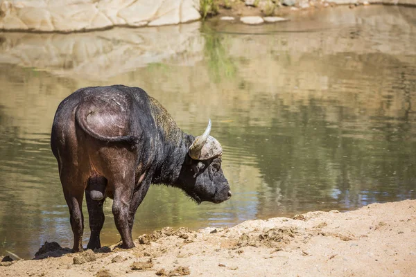 Búfalo africano no Parque Nacional Kruger, África do Sul — Fotografia de Stock