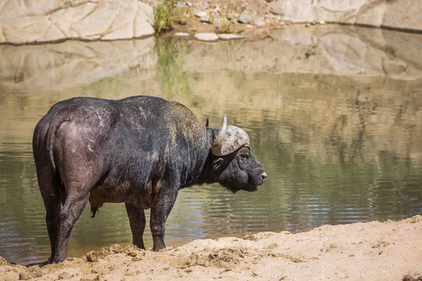 Búfalo africano no Parque Nacional Kruger, África do Sul — Fotografia de Stock