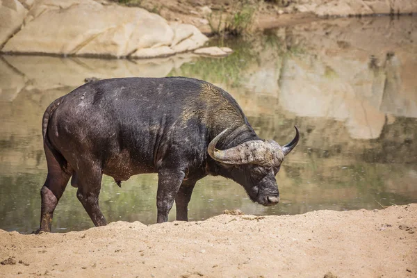 クルーガー国立公園、南アフリカ共和国のアフリカの水牛 — ストック写真