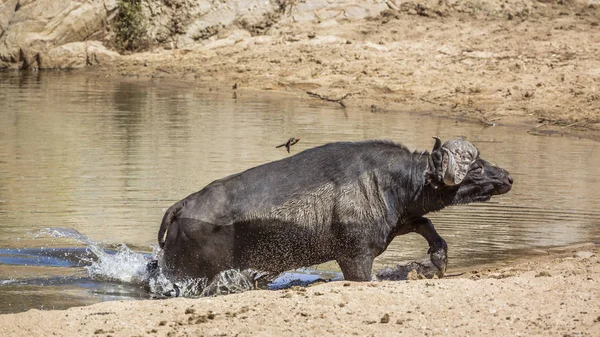 Bivol african în Parcul Național Kruger, Africa de Sud — Fotografie, imagine de stoc