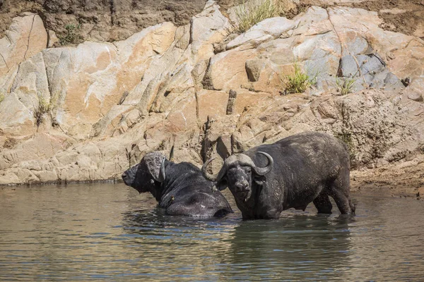 Buffalo africano nel parco nazionale di Kruger, Sud Africa — Foto Stock