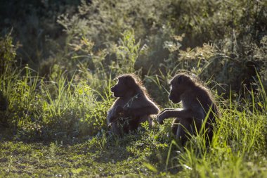 Chacma maymun Kruger National park, Güney Afrika