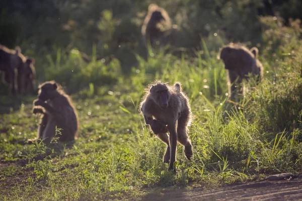 Babuino Chacma en el Parque Nacional Kruger, Sudáfrica — Foto de Stock