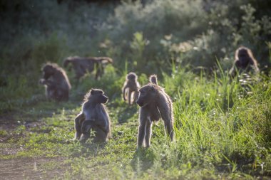 Chacma maymun Kruger National park, Güney Afrika