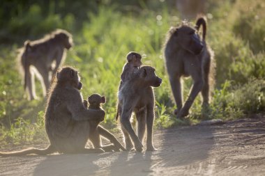 Chacma maymun Kruger National park, Güney Afrika