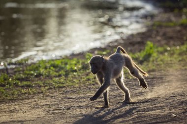 Chacma maymun Kruger National park, Güney Afrika