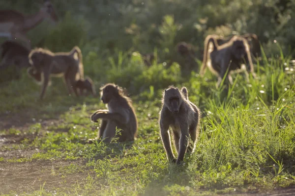Chacma babuíno no Parque Nacional Kruger, África do Sul — Fotografia de Stock