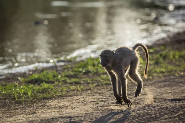 Chacma ヒヒ クルーガー国立公園、南アフリカ共和国 — ストック写真