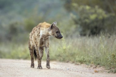 Benekli hyaena Kruger Milli Parkı safari kir yolda yürüyüş, Güney Afrika ; Hyaenidae Specie Crocuta crocuta ailesi