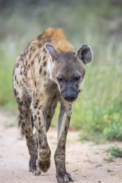 Foltos Hiéna Walking Safari Földút Kruger Nemzeti Park Dél Afrika — Stock Fotó