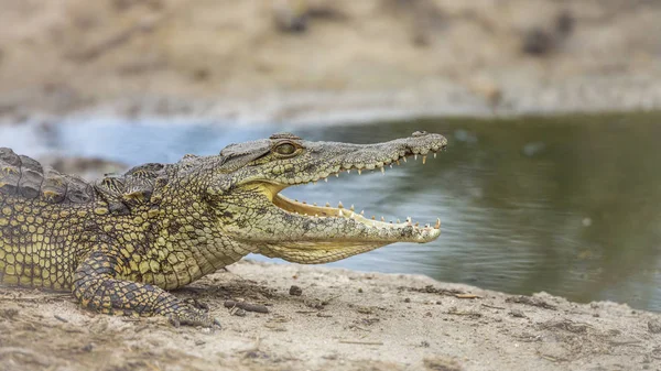 Nile crocodile in Kruger National park, South Africa — Stock Photo, Image