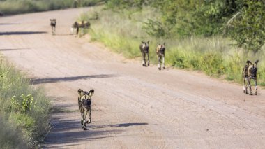 Kruger Milli Parkı çakıl yolda hareket Afrika vahşi köpek küçük bir grup, Güney Afrika ; Canidae Specie Lycaon pictus ailesi