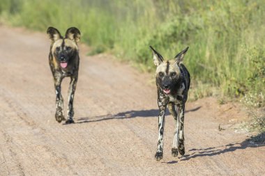 Kruger Milli Parkı'nda çakıl yolda çalışan iki Afrikalı vahşi köpek, Güney Afrika ; Canidae Specie Lycaon pictus ailesi
