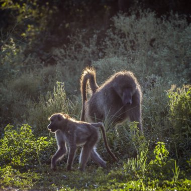 Chacma maymun Kruger National park, Güney Afrika