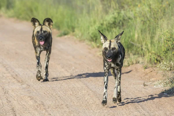 Dos Perros Salvajes Africanos Corriendo Por Carretera Grava Parque Nacional — Foto de Stock