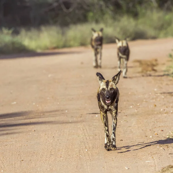 Drie Afrikaanse Wilde Hond Die Onverharde Weg Kruger National Park — Stockfoto