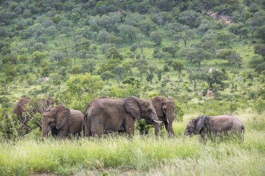 Afrika bush fil Kruger National park, Güney Afrika
