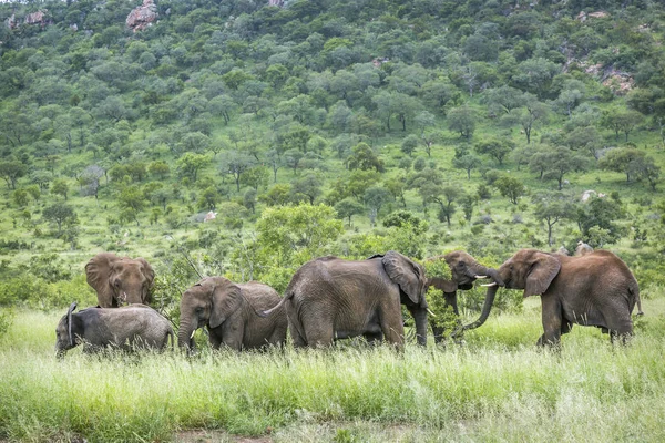 Elefante africano en el Parque Nacional Kruger, Sudáfrica — Foto de Stock