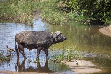 Afrika manda Kruger National park, Güney Afrika