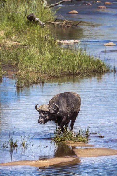 Buvol africký v Kruger National park, Jihoafrická republika — Stock fotografie