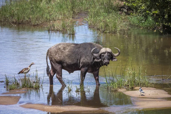 Búfalo africano no Parque Nacional Kruger, África do Sul — Fotografia de Stock