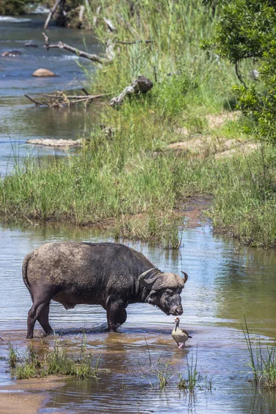 Afrikansk buffel i Kruger National park, Sydafrika — Stockfoto