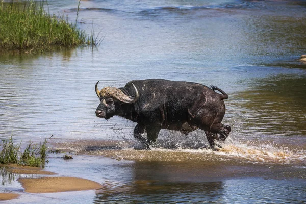 Búfalo africano no Parque Nacional Kruger, África do Sul — Fotografia de Stock