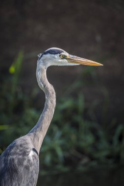 Kruger National park Gri Balıkçıl portresi, Güney Afrika ; ardeidae specie Ardea cinerea ailesi 