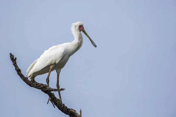 Afrikai Kanalasgém Kruger Nemzeti Park Dél Afrika Threskiornithidae Család Specie — Stock Fotó