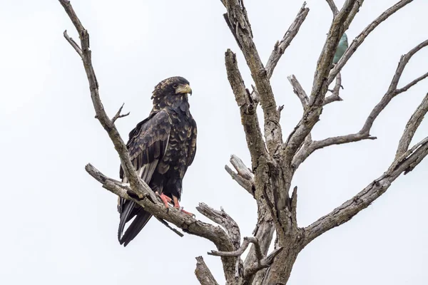 Bateleur орел в Національний парк Крюгера, Південно-Африканська Республіка — стокове фото