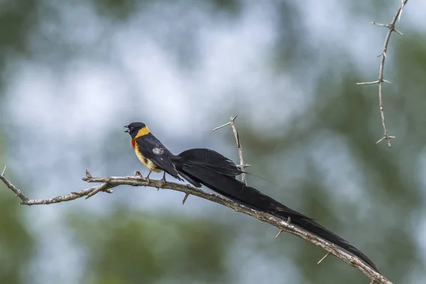 Eastern Paradise-Whydah in Kruger National park, South Africa — Stock Photo, Image