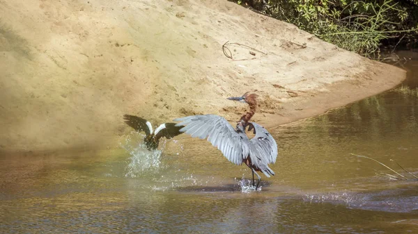 Goliath heron chassing one egyptian goose in Kruger National park, South Africa ; Specie Ardea goliath family of Ardeidae