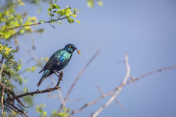 Greater Blue Eared Glossy Starling Regurgitating Kruger National Park South — Stock Photo, Image