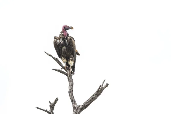 Lappet Fait Face Vulture Isolé Arrière Plan Blanc Dans Parc — Photo