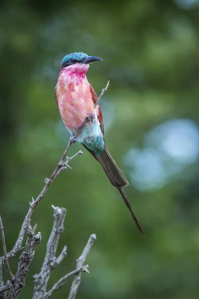 Abelha Carmim Sul Parque Nacional Kruger África Sul Merops Nubicoides — Fotografia de Stock